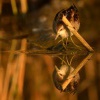 Chřástal malý - Porzana parva - Little Crake 0146.jpg